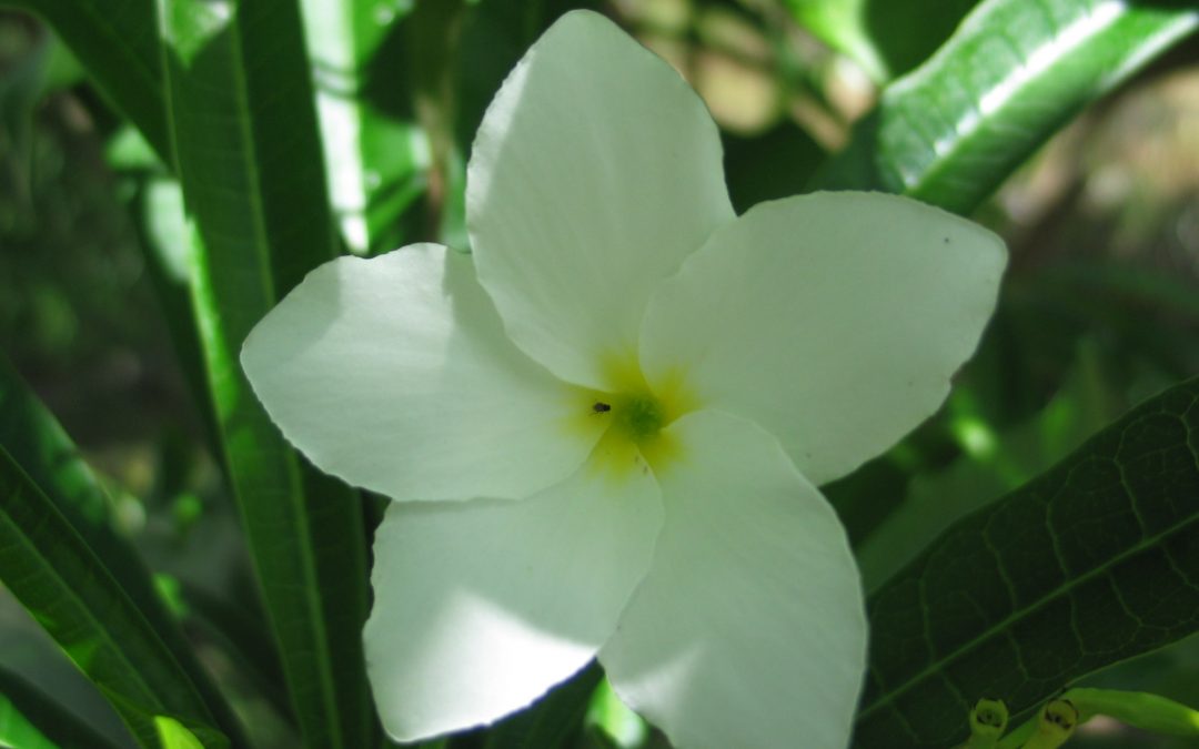 Plumeria pudica Jacq.