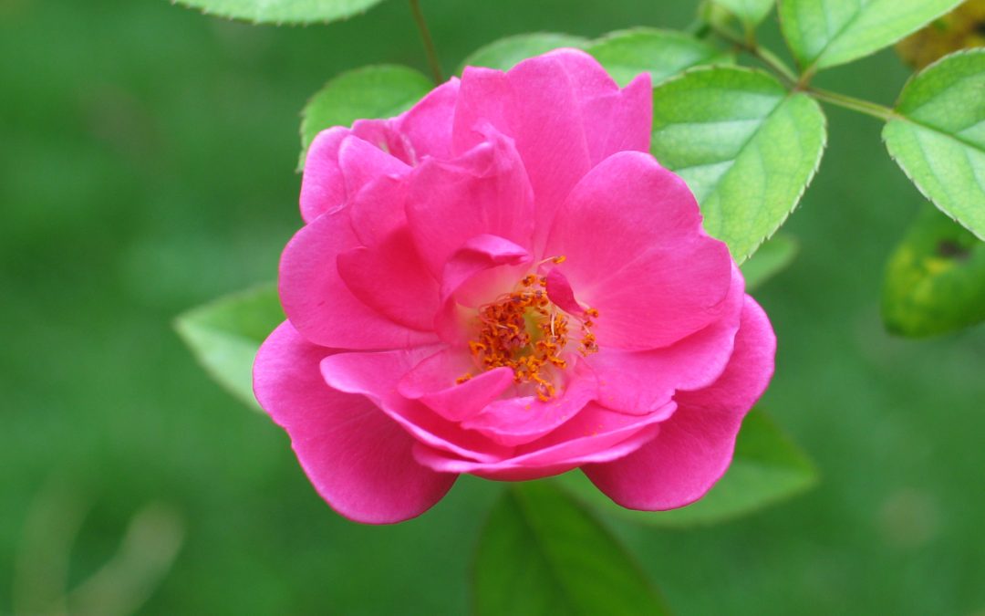 Rosa chinensis ‘Old Blush’.